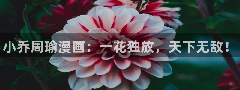 h51漫画免费观看：小乔周瑜漫画：一花独放，天下无敌！