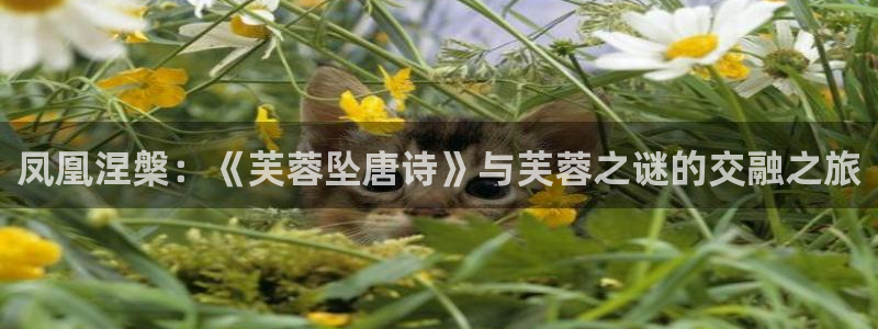 歪歪漫画51漫画秘密教学：凤凰涅槃：《芙蓉坠唐诗》与芙蓉之谜的交融之旅